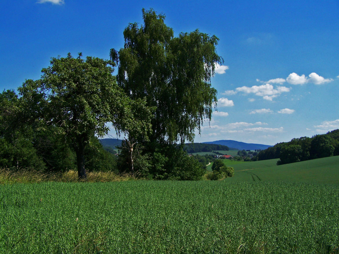 schine äberlausch