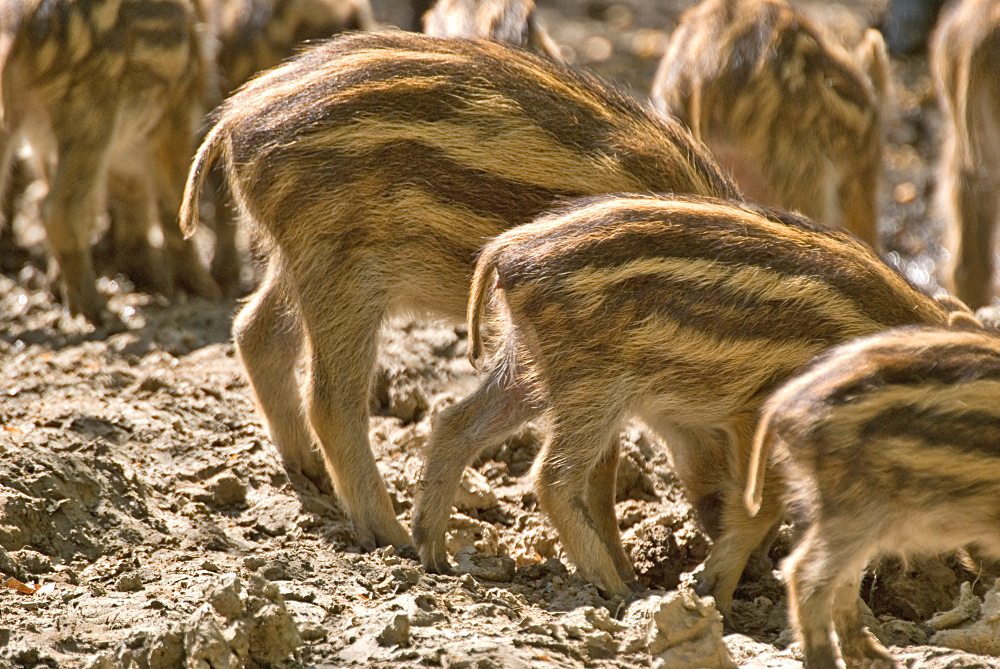 Schinkenparade