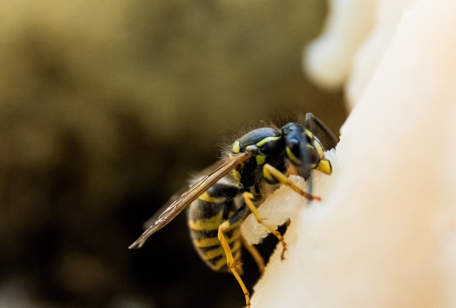 Schinkenräuber (Vespula vulgaris/ Gemeine Wespe)