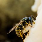 Schinkenräuber (Vespula vulgaris/ Gemeine Wespe)