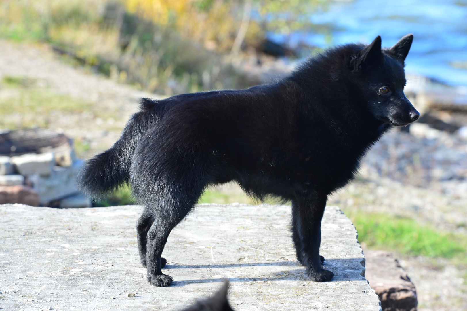 Schipperke at Lake Vänern