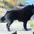 Schipperke at Lake Vänern