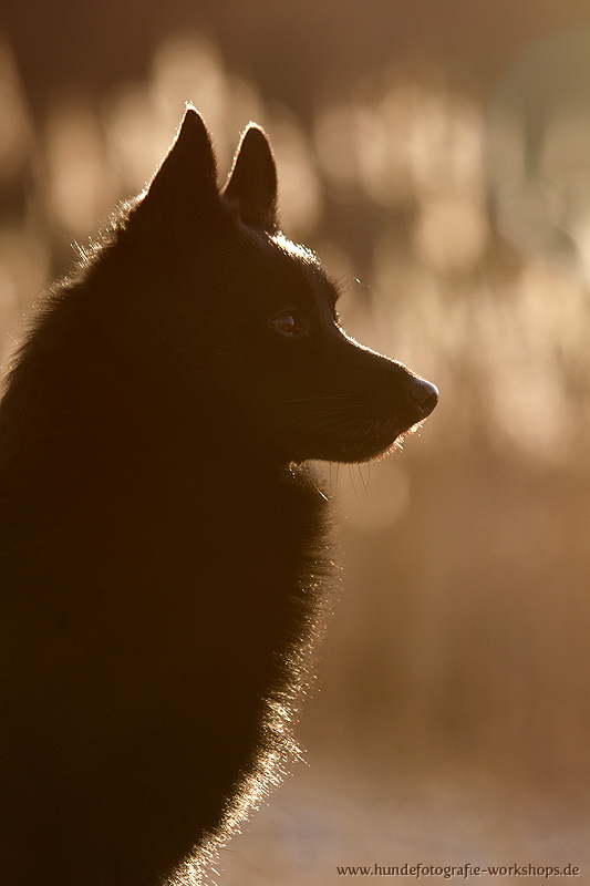 Schipperke im Gegenlicht