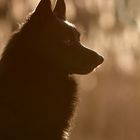 Schipperke im Gegenlicht