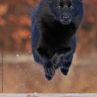 Schipperke im Sprung