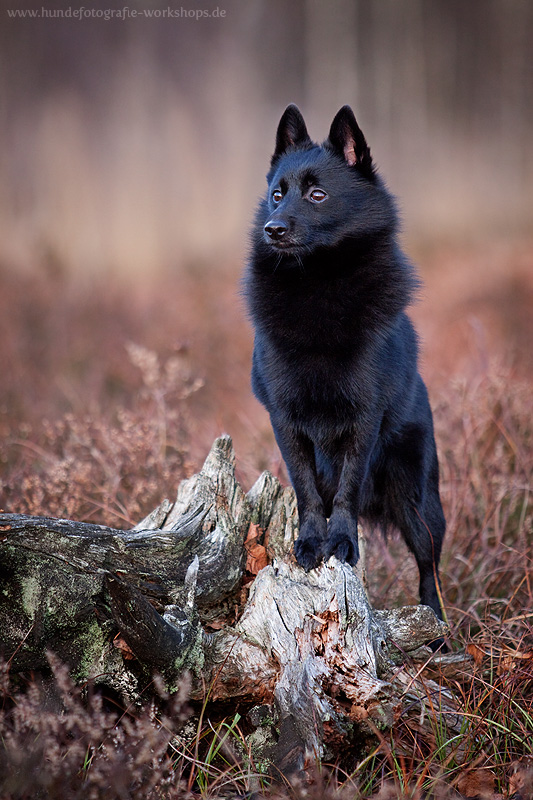 Schipperke in der Wildnis