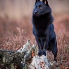 Schipperke in der Wildnis