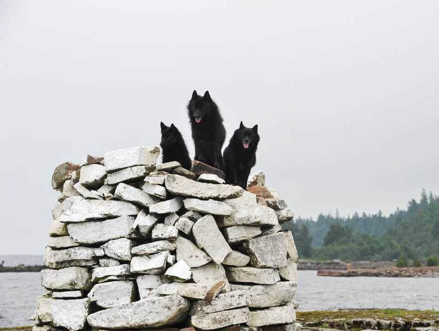 Schipperke Lighthouse