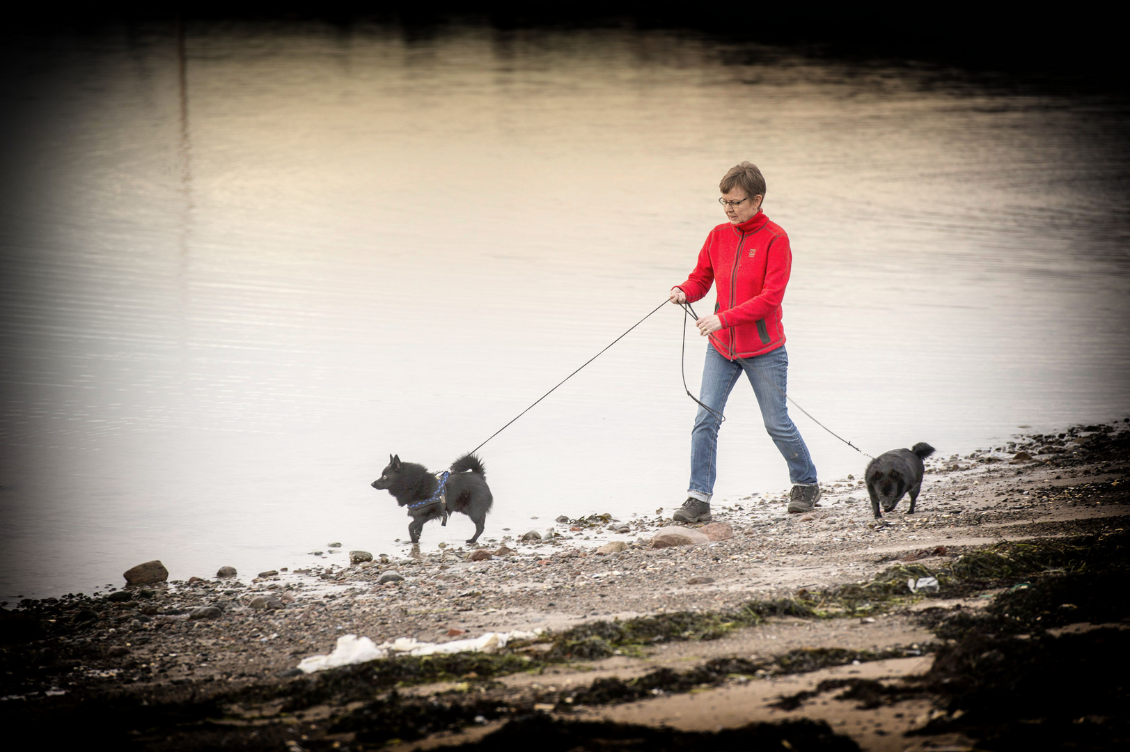 Schipperke on the beach