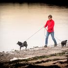 Schipperke on the beach