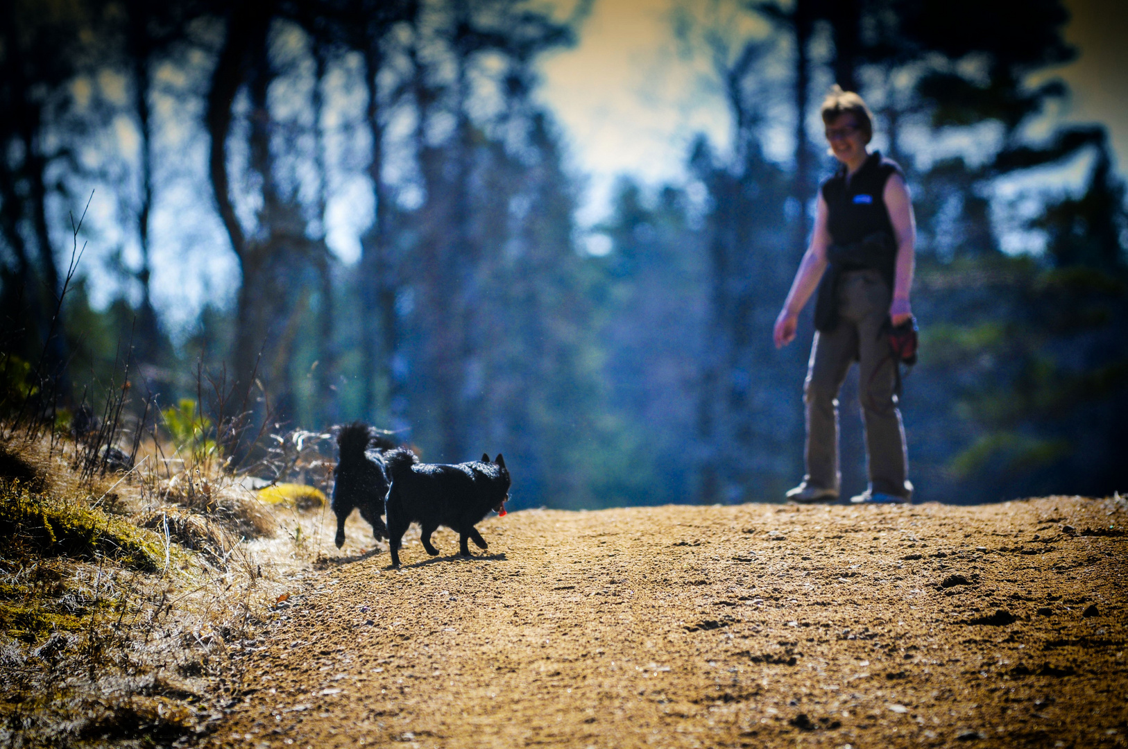 Schipperke on the road