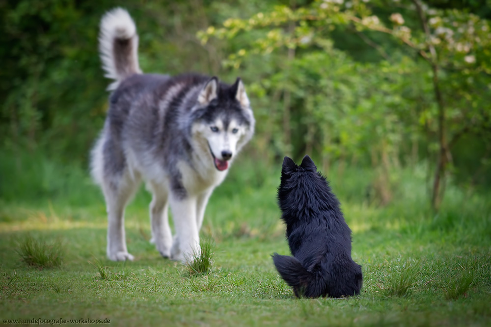 Schipperke und Husky