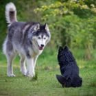 Schipperke und Husky