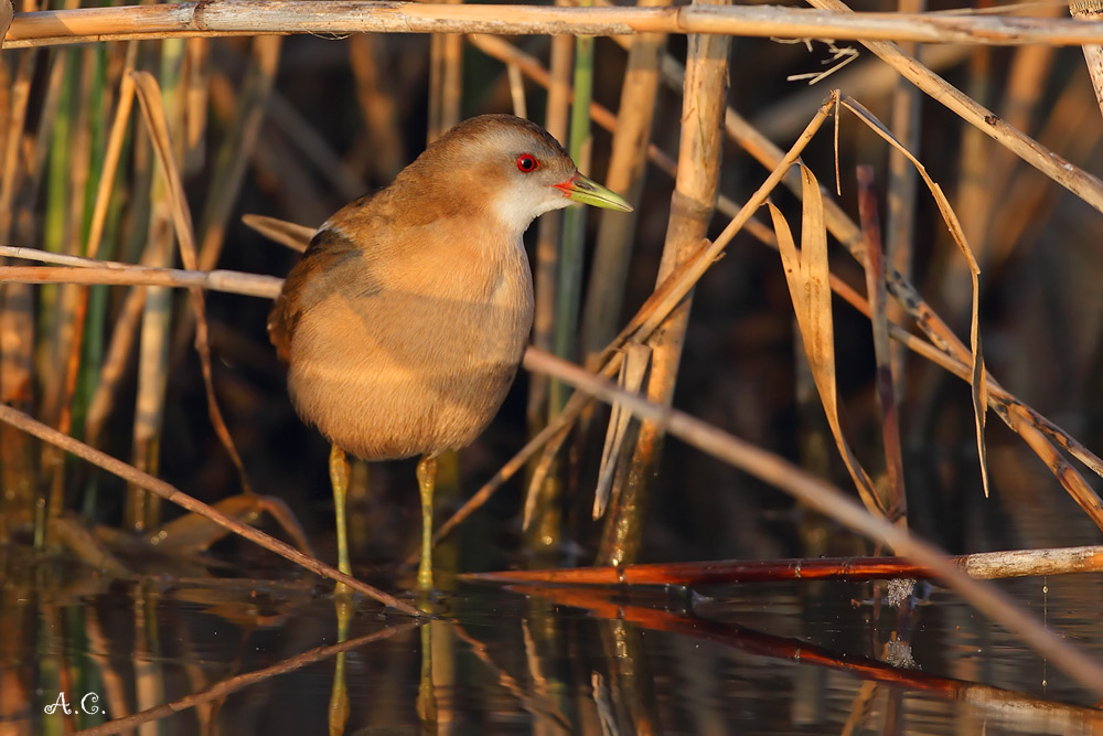 Schiribilla femmina