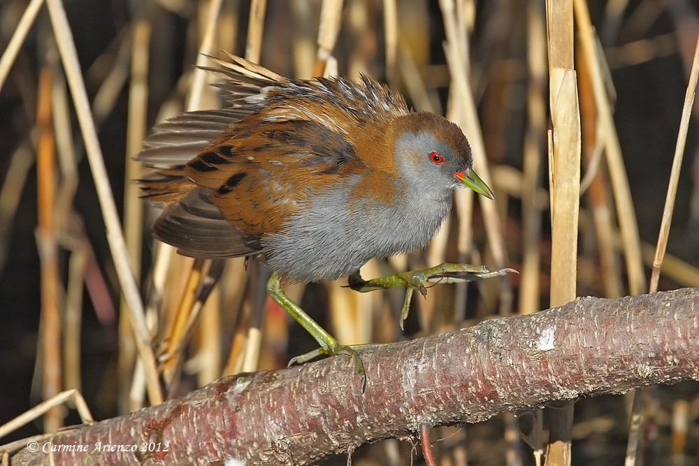 Schiribilla maschio