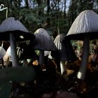Schirm-Herren im Wald