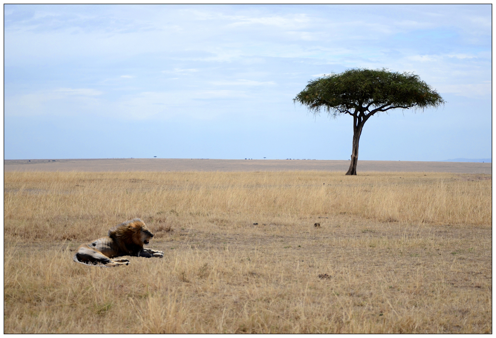 Schirmakazie in der Masai Mara