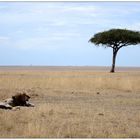 Schirmakazie in der Masai Mara