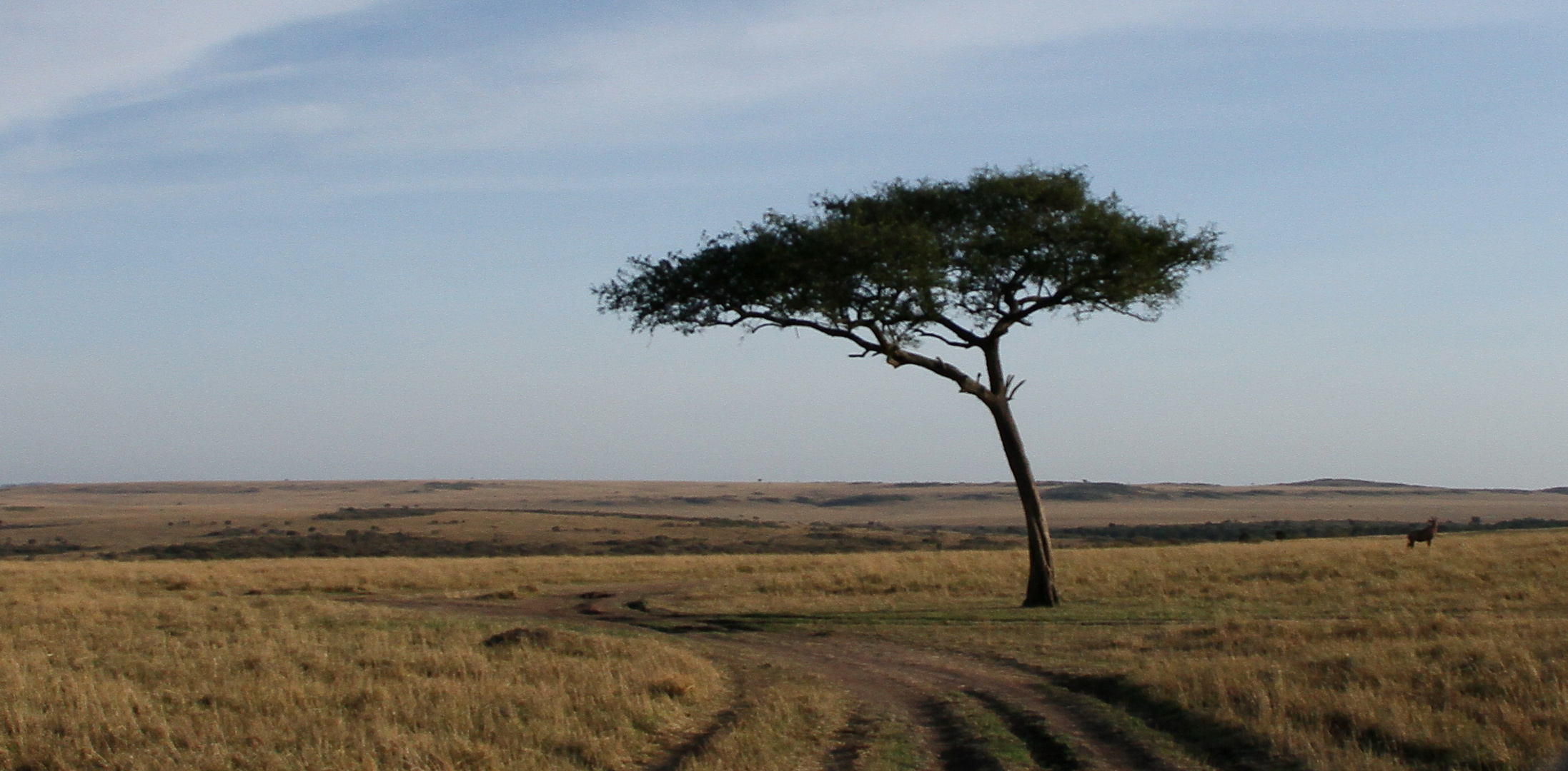 Schirmakazie in der Weite der Masai Mara