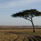 Schirmakazie in der Weite der Masai Mara