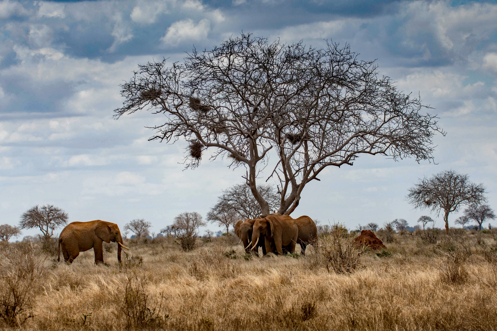 Schirmakazie mit Elefanten in Tsavo East