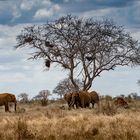 Schirmakazie mit Elefanten in Tsavo East