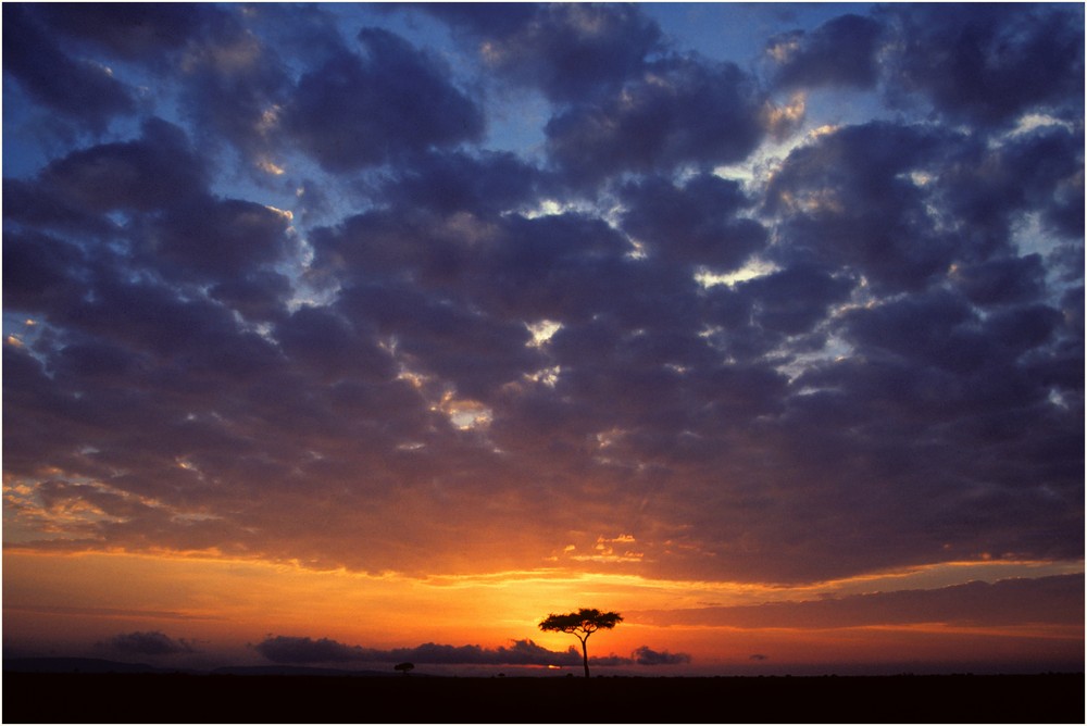 Schirmakazie_Masai Mara_Kenya