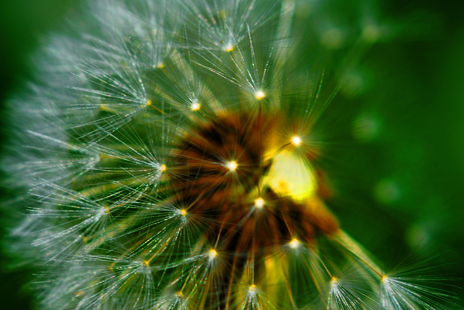 Schirmchen an einer Pusteblume