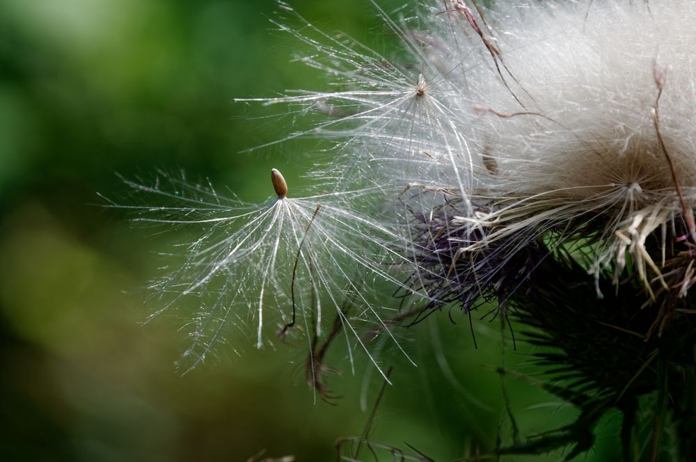 Schirmchen des Samenstandes einer Distel