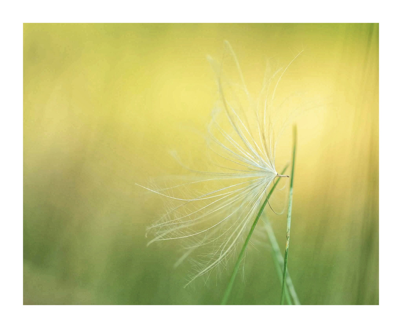 Schirmchen im Abendlicht!