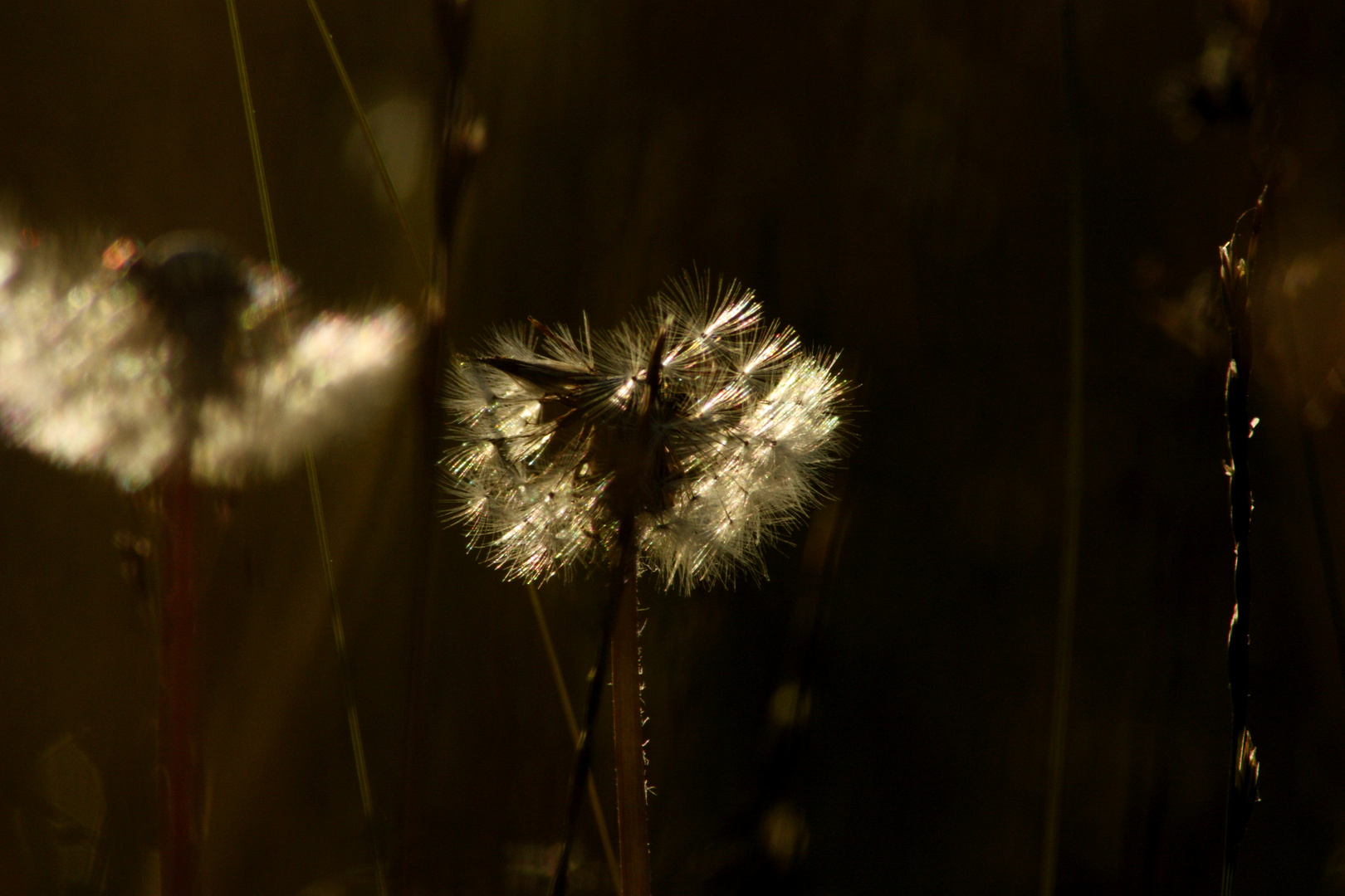 Schirmchen im Abendlicht