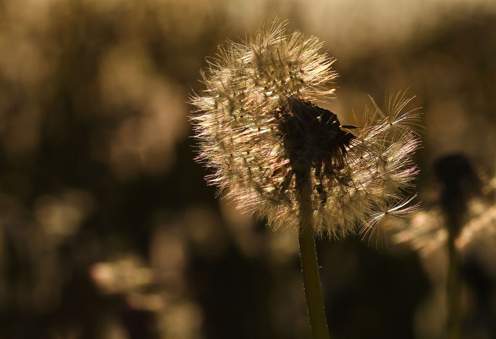 Schirmchen im Abendlicht