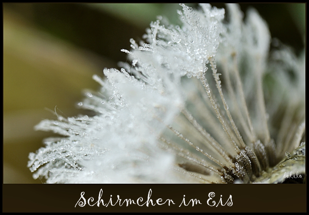 Schirmchen im Eis