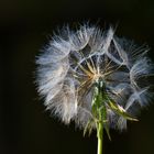 Schirmchen in Bereitschaft. 