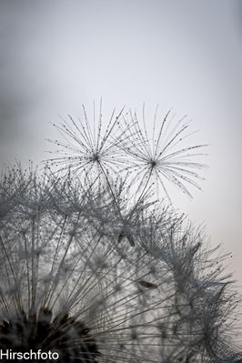 SchirmePusteblumeInstasw2