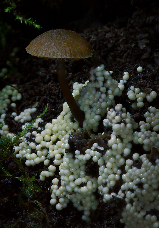 Schirmherr der Waldperlen