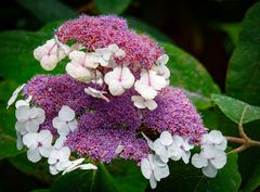 schirmhortensienblüten...