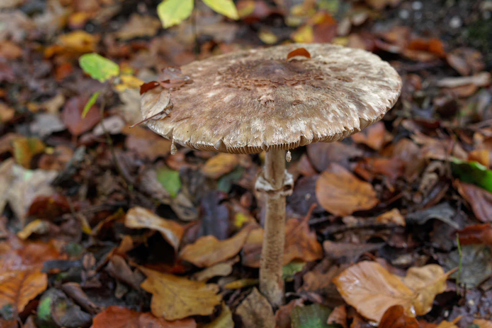 Schirmling auf dem Waldboden