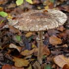 Schirmling auf dem Waldboden