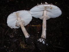 Schirmlinge in Münster-Amelsbüren