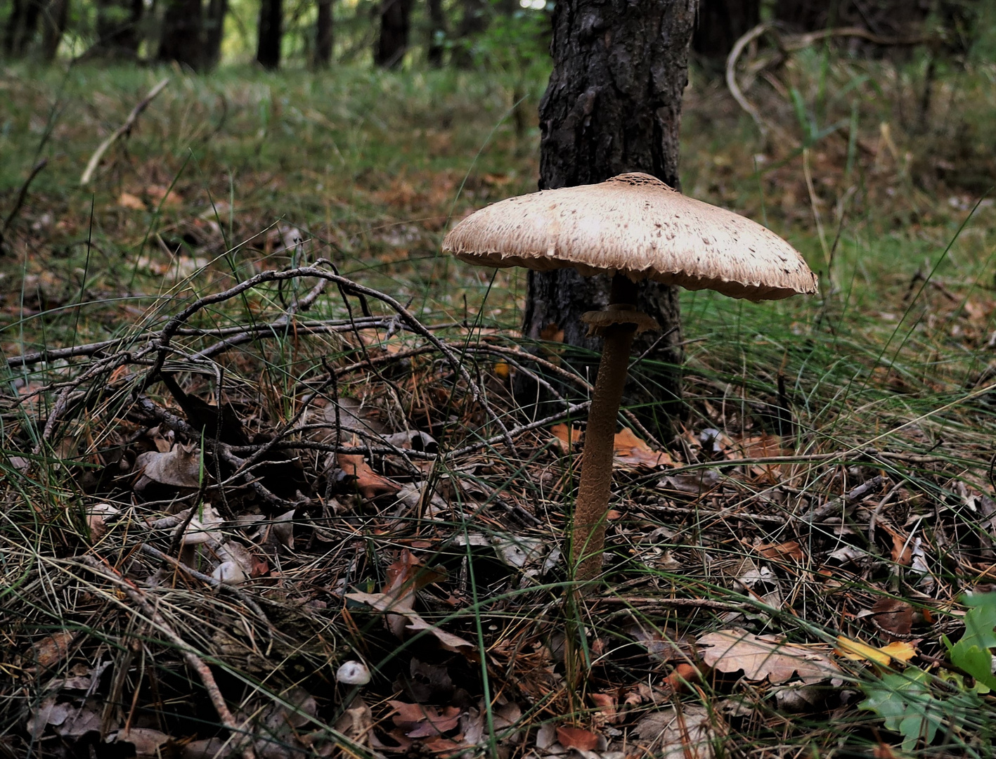 Schirmpilz im Herbstwald...