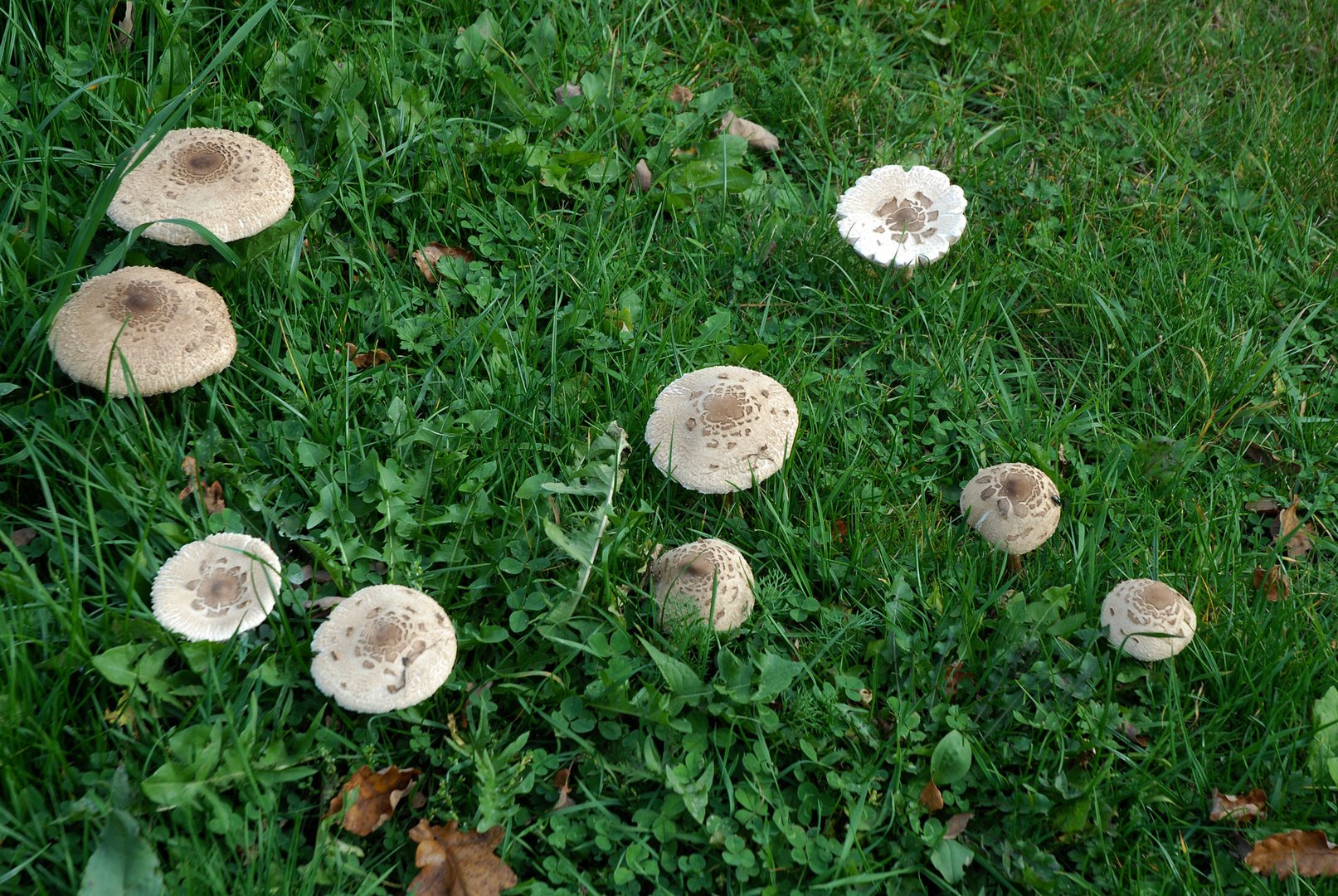 Schirmpilze auf einer Wiese.