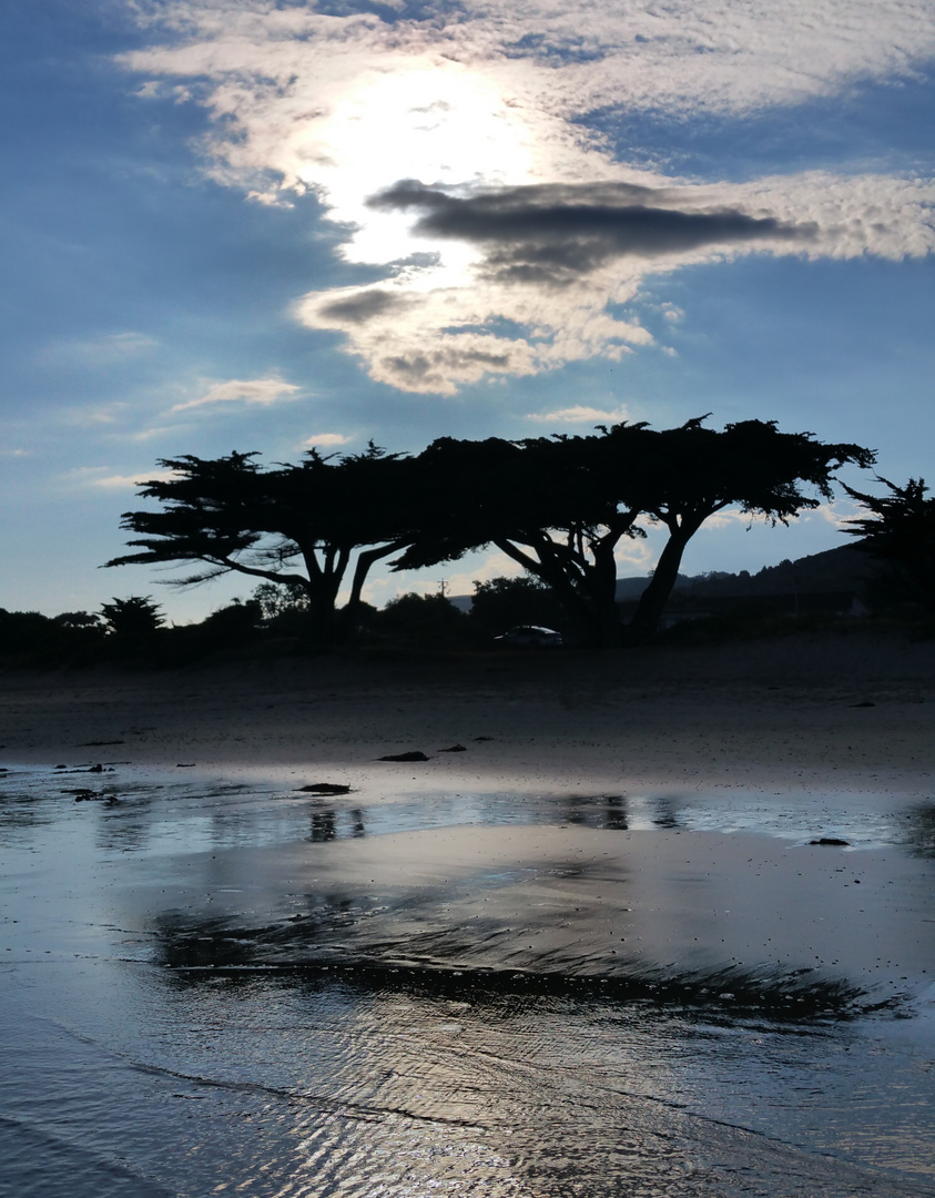 Schirmpinien am Strand