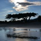 Schirmpinien am Strand