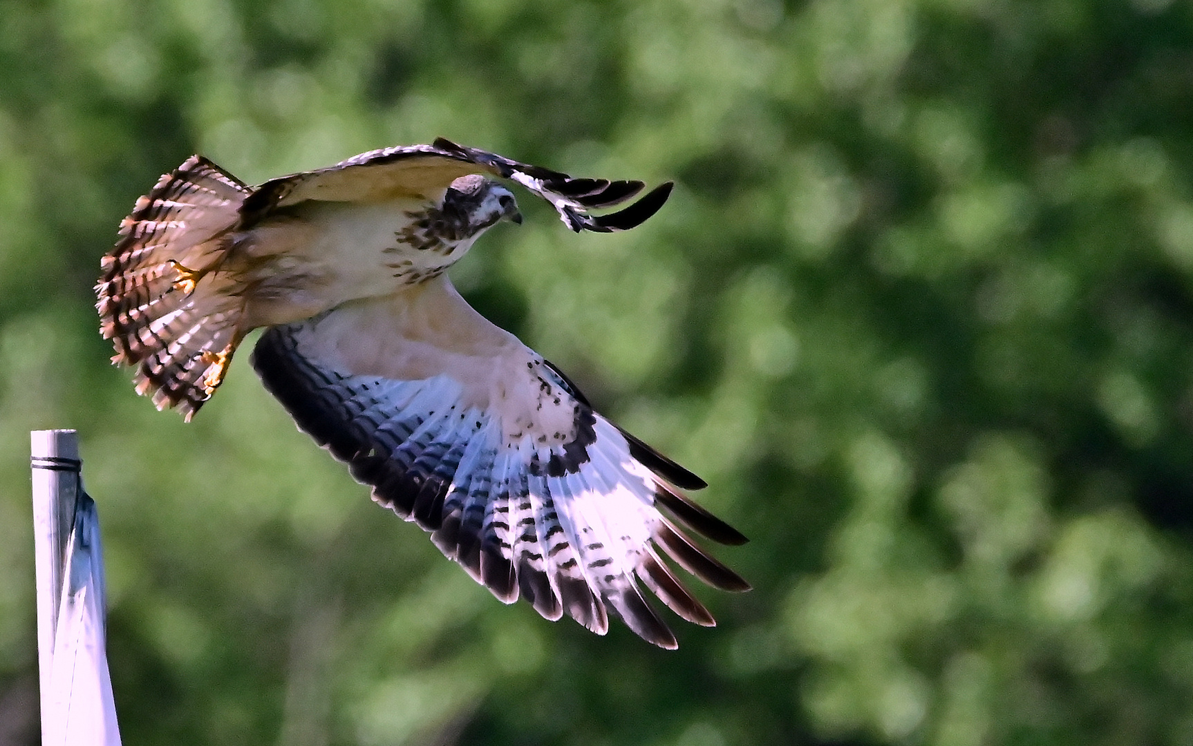 Schirmsitzer beim Abflug...