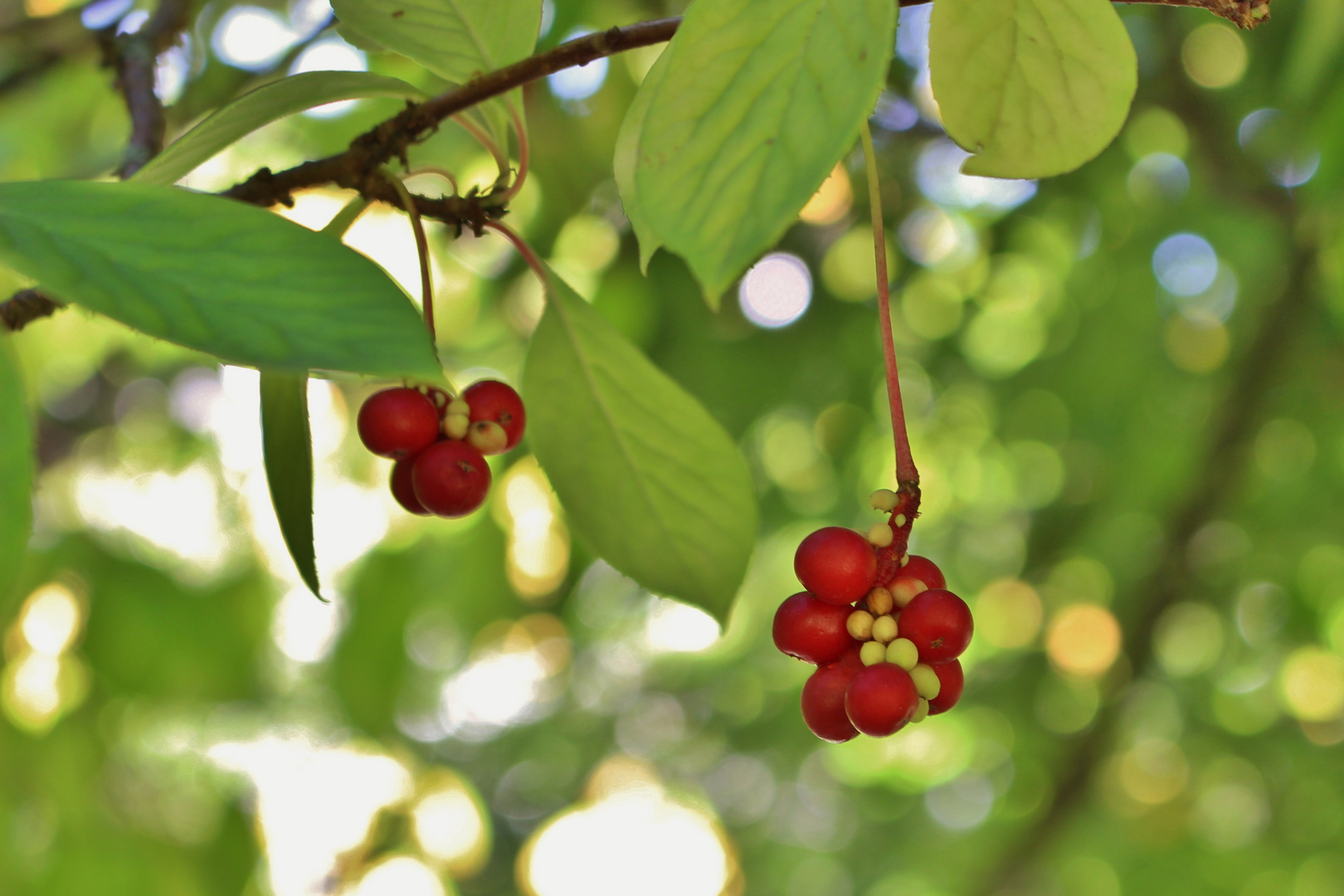 Schisandra chinensis