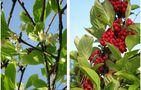 Schisandra chinesis di Vera M. Shulga 