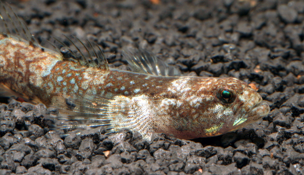 Schismatogobius ampluvinculus