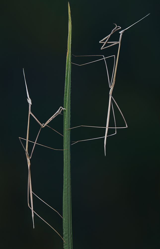 Schizocephala bicornis