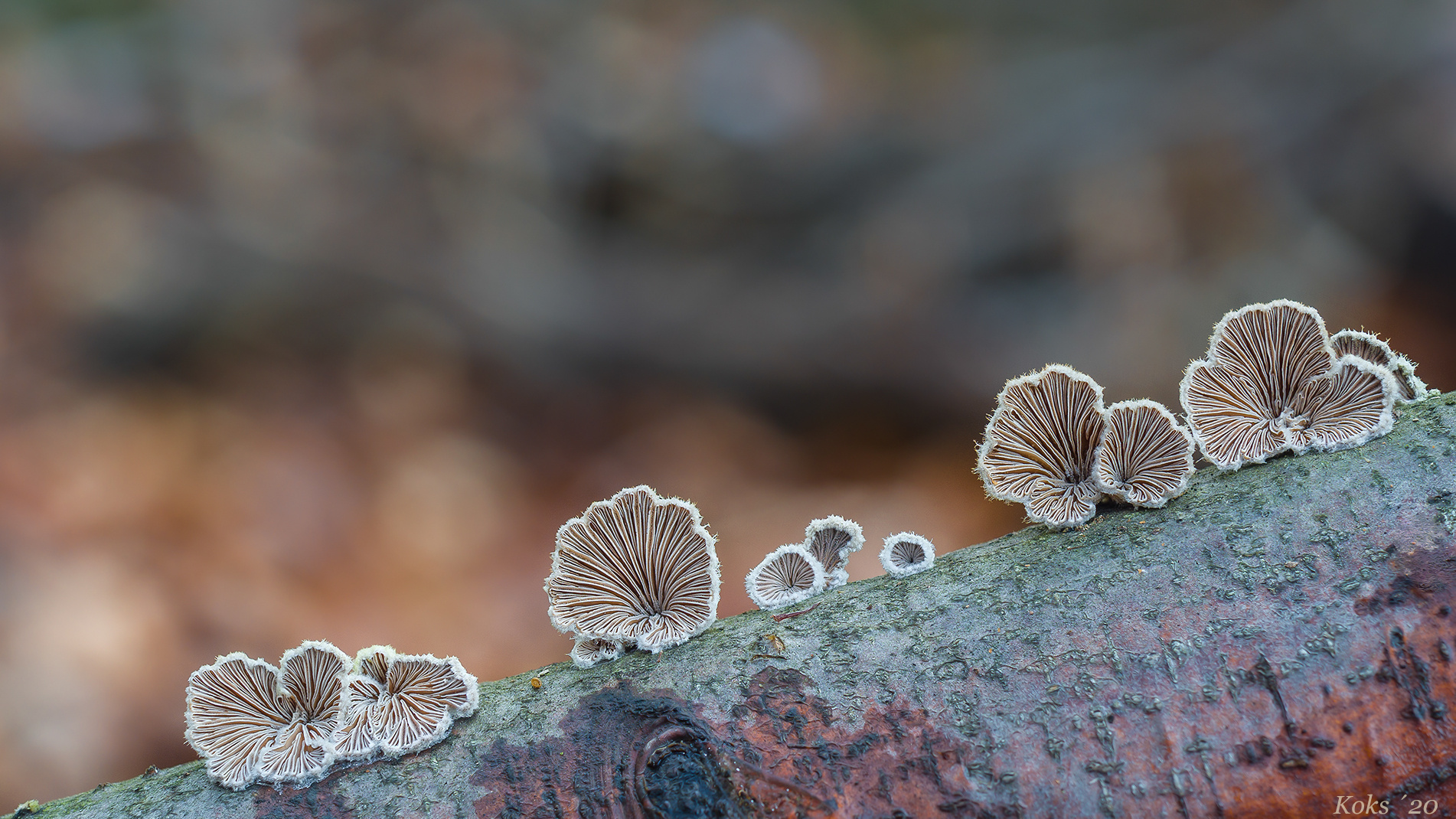 Schizophyllum